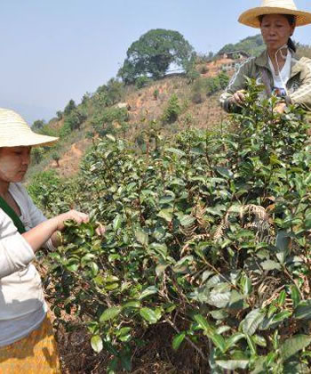 有機栽培紅茶支援プロジェクト
