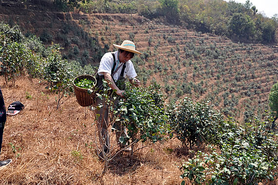 有機栽培紅茶支援プロジェクト