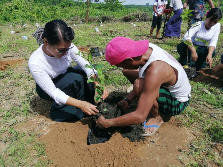 ミャンマーの森づくり、環境教育のための学校林造成